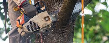 Best Tree Removal  in East Flat Rock, NC