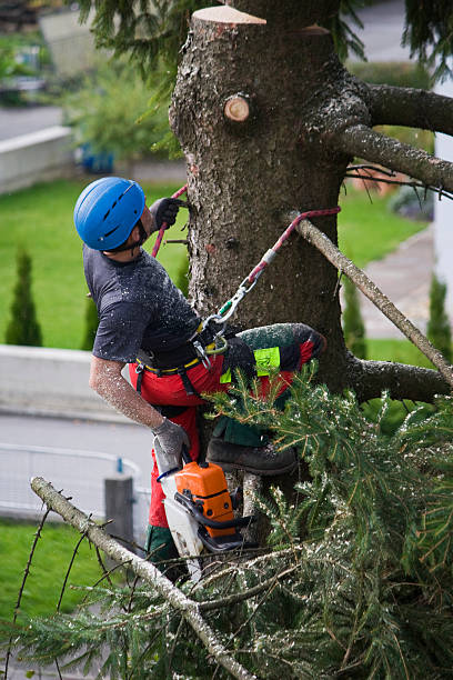 Best Tree Disease Treatment  in East Flat Rock, NC