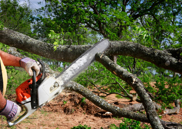 Best Lot and Land Clearing  in East Flat Rock, NC