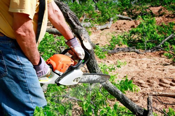 Professional Tree Care Services in East Flat Rock, NC